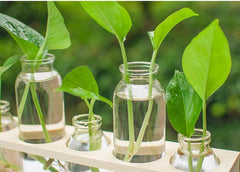 Hydroponic vase glass decoration