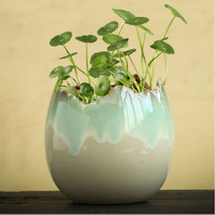 Hydrocotyle Hydroponic Ceramic Non-porous Flowerpot