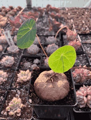 Stephania Erecta Plant